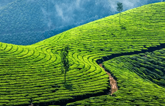 munnar myhilltour min